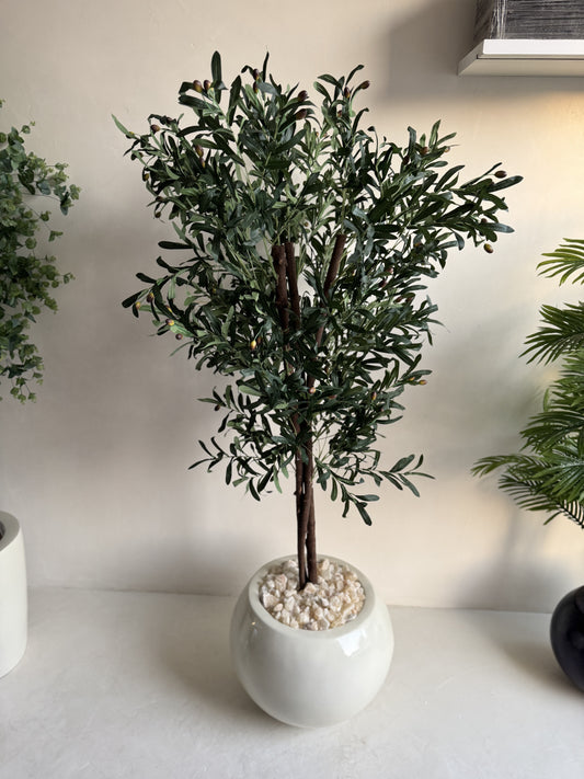 Olive tree