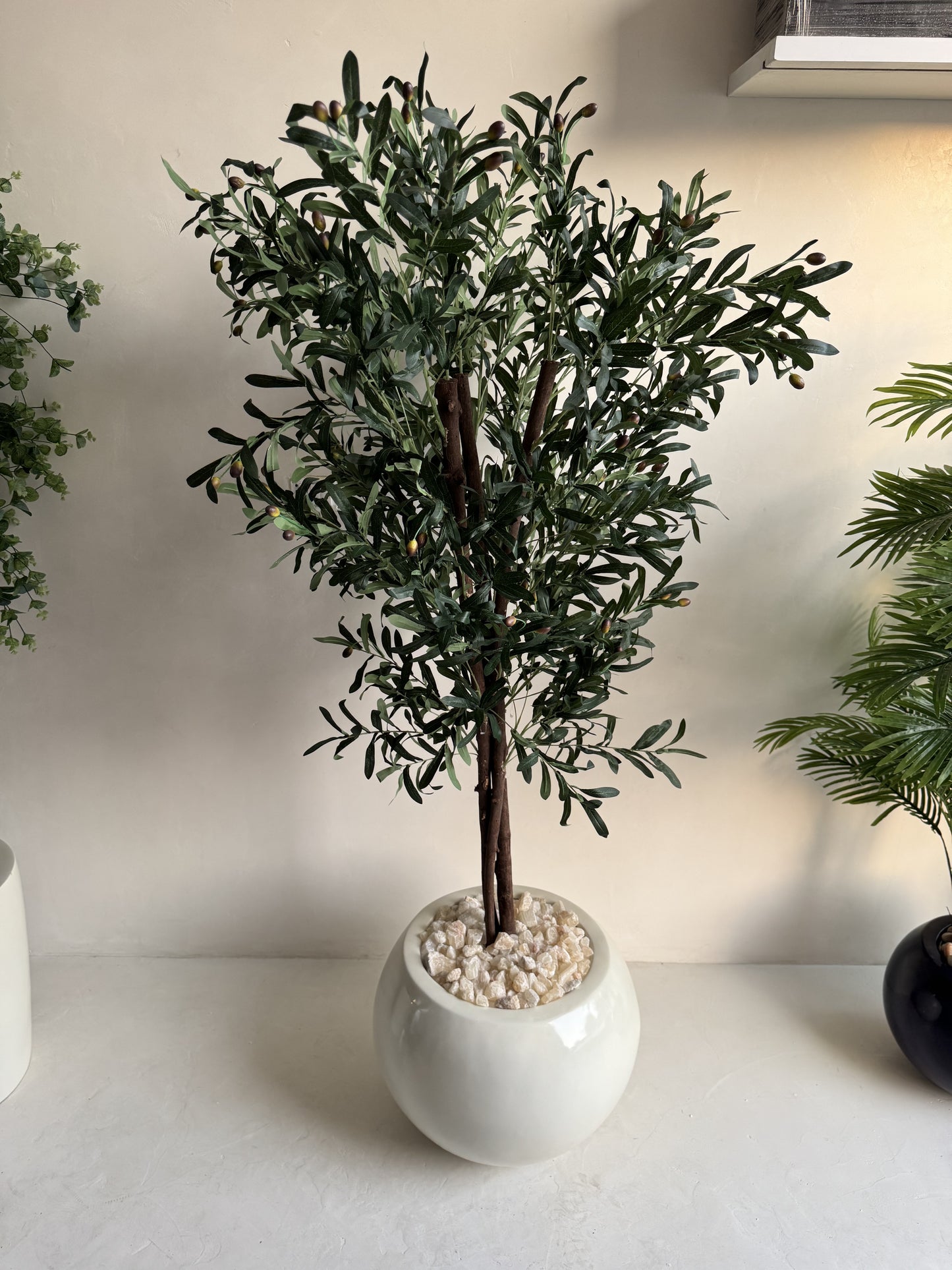 Olive tree