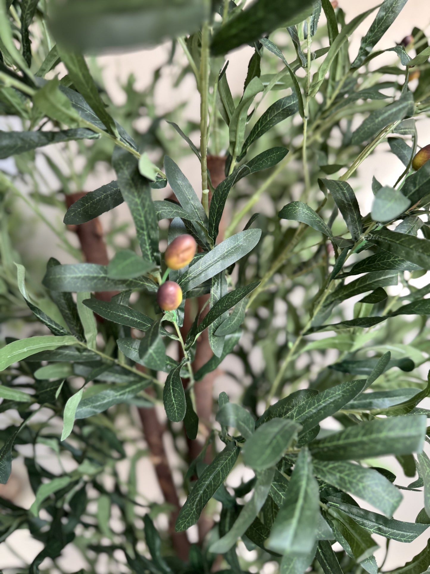 Olive tree