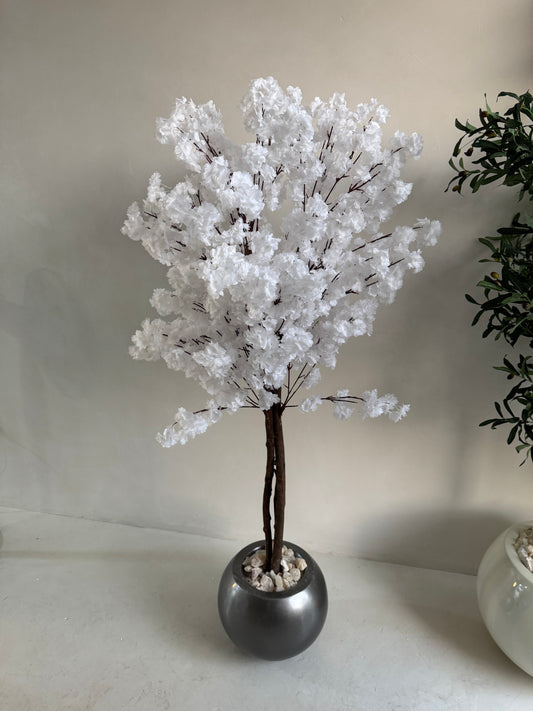 jasmine tree