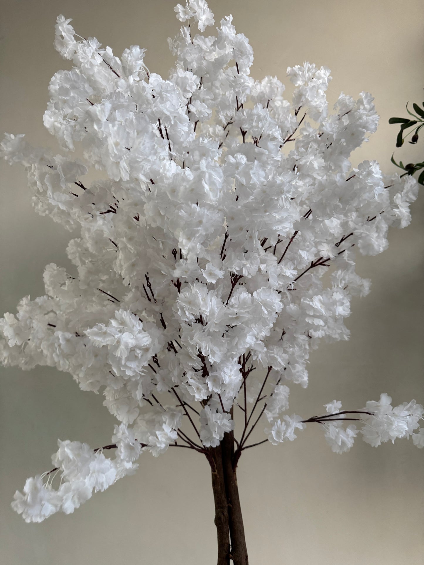 jasmine tree